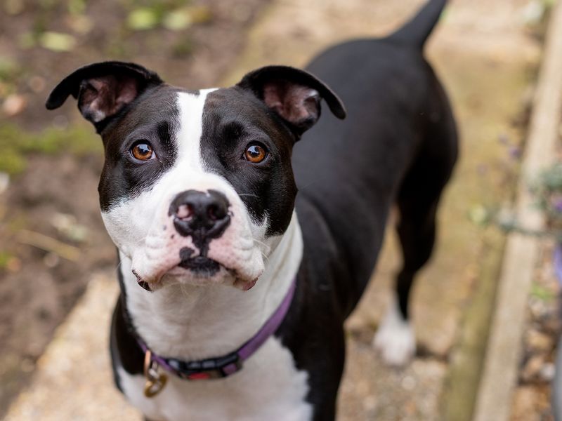 Tip the Staffy in her happy place