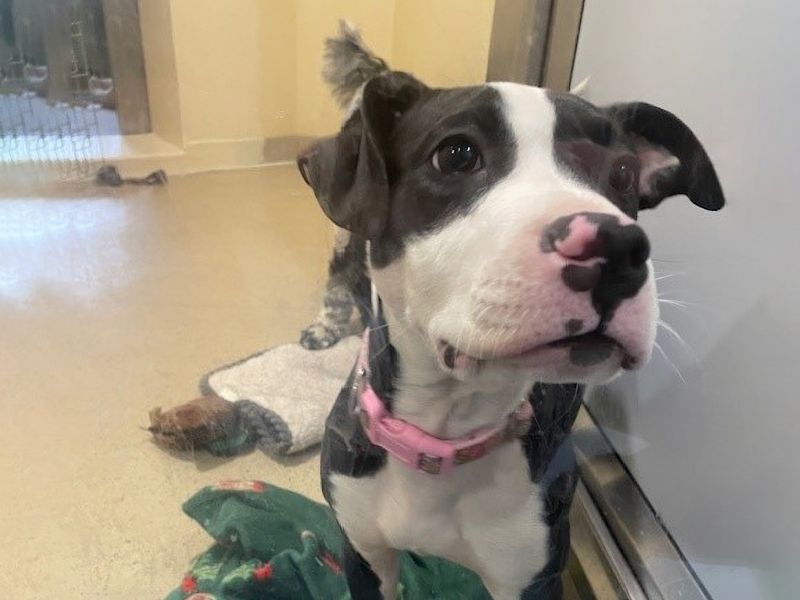 Tip the Staffy puppy at Dogs Trust Loughborough