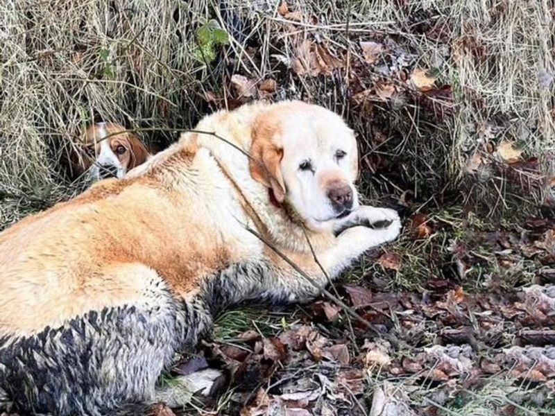 Bagel the Golden Retriever was abandoned before Christmas