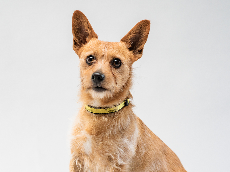 Juno the terrier was abandoned at Christmas time