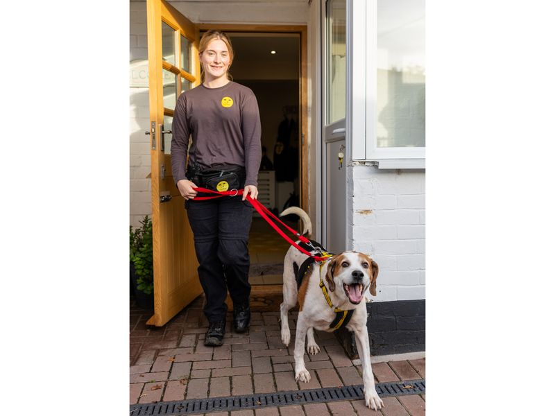 A beagle enjoys walkies with Canine Carer Elizabeth at Dogs Trust Oakfield Oldies