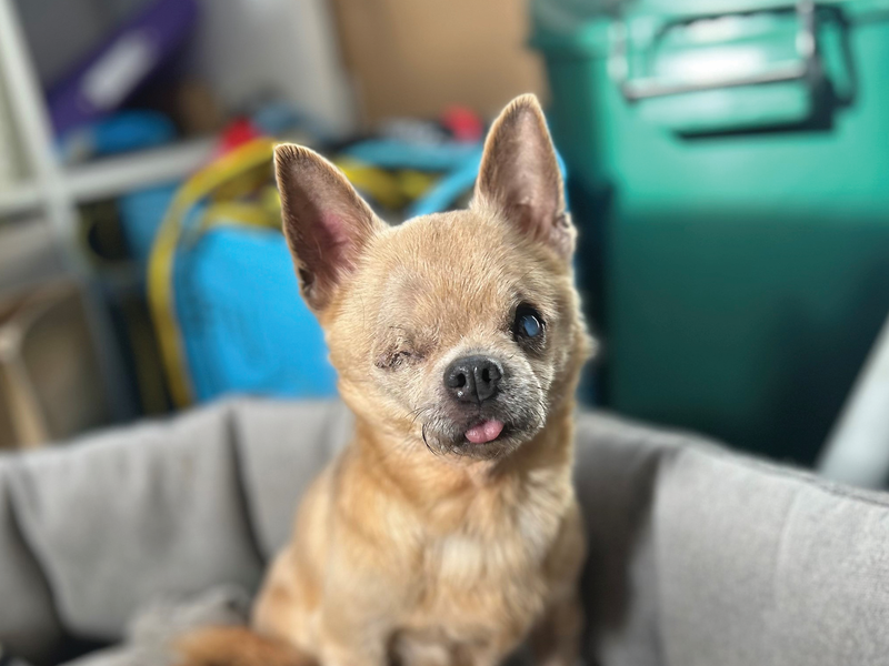 a tan senior Chihuahua with only one eye looking at the camera in a grey dog bed with its sticking out slightly