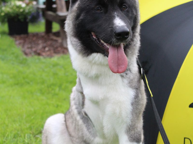 a black, white and grey Akita adult dog with his tongue sticking out. One of his front legs has been amputated. There is a large black and yellow umbrella behind him