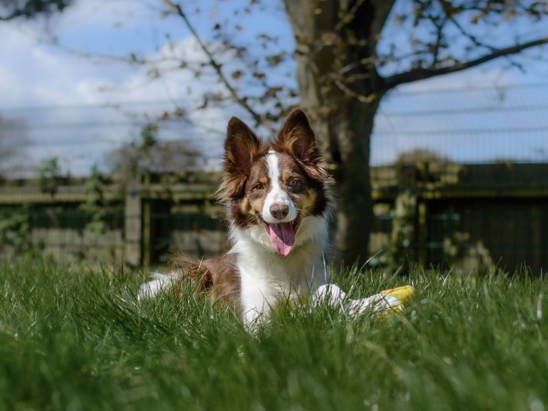 Louie the Border Collie lying outdoors at Dogs Trust Kenilworth.