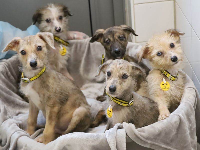 5 Lurcher puppies wearing dogs trust yellow collars and tags looking at the camera in a dog bed