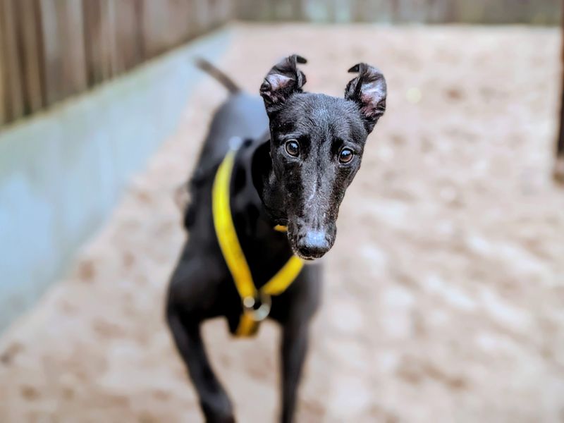 Black greyhound, Bingus, running toward the camera