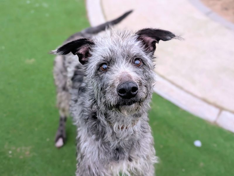 Fluffy grey Lurcher, Ekko, looking to camera