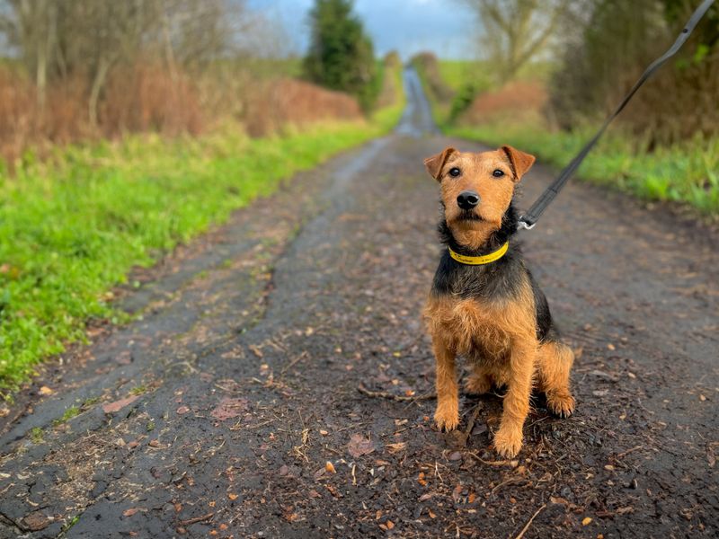 Dog sitting in the road
