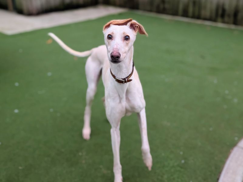 Tan Lurcher, Jinx, prancing toward the camera