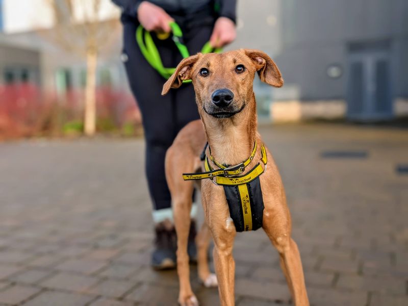 Tan Lurcher, Ottie, smiling at the camera in a Dogs Trust harness