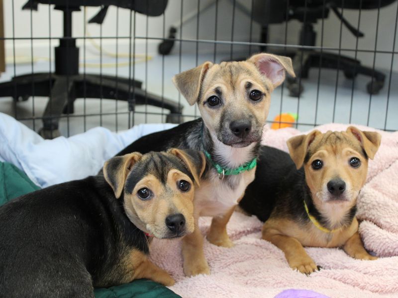 three tan and black Jack Russell terrier and Chihuahua mixed puppies in a large crate looking at the camera
