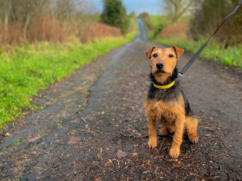 Cuan, a black and tan Lakeland Terrier, sitting on-lead, while out on a walk