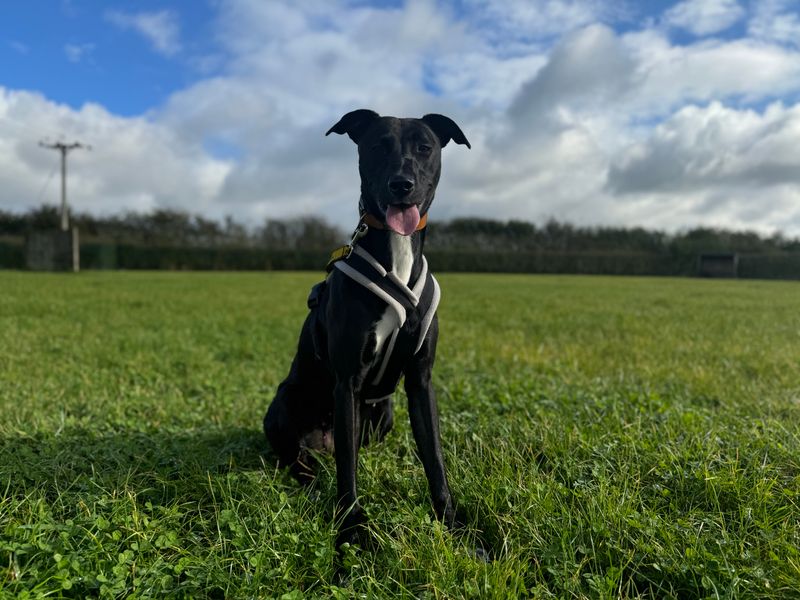 A black and white Lurcher dog sitting in some green grass wearing a black harness