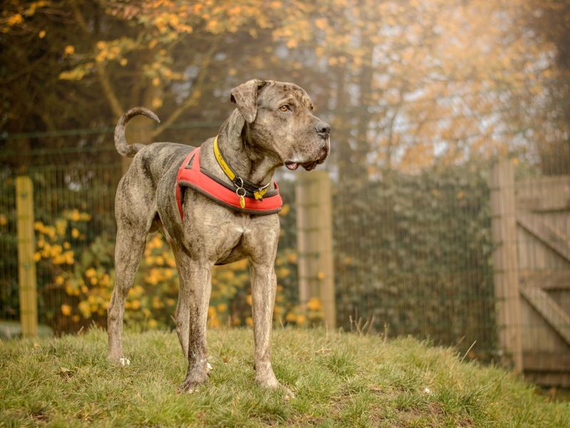 Large Mastiff type dog standing in a field