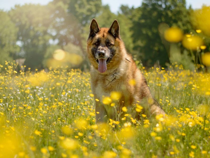 German Shepherd sitting amongst yellow flowers