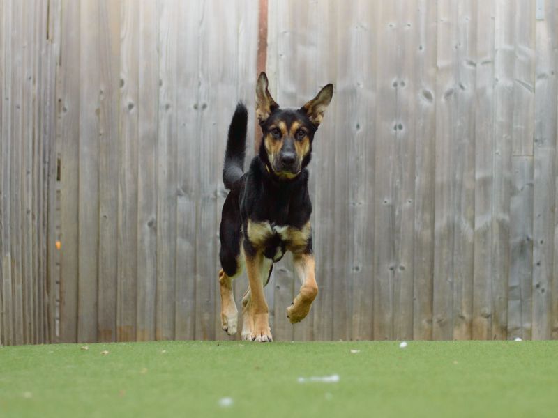 German shepherd running toward the camera