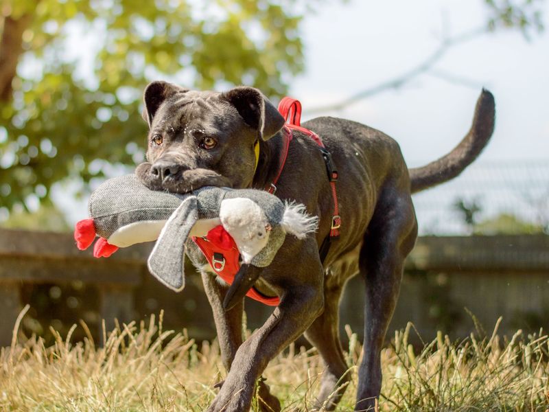 Large black Mastiff type dog with a soft toy in his mouth