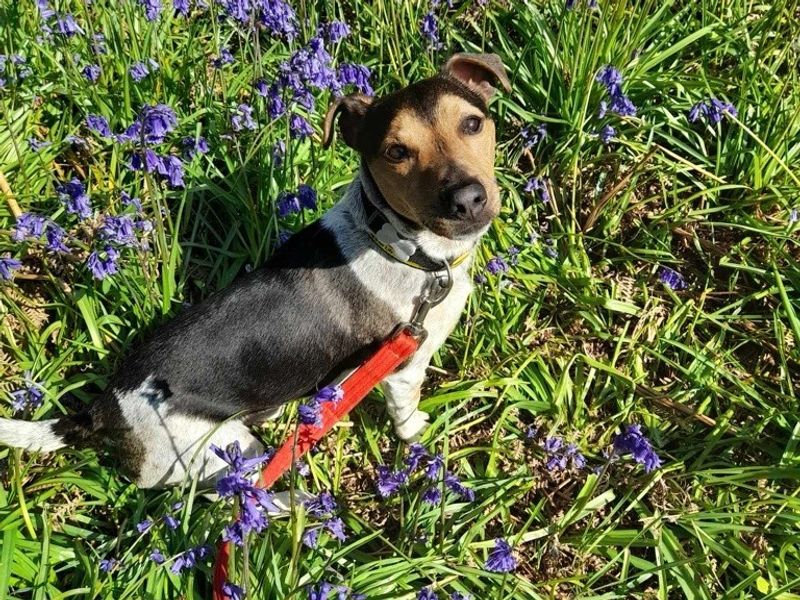 Sponsor dog Mario, a Tricolour Jack Russell Terrier sitting on grass.