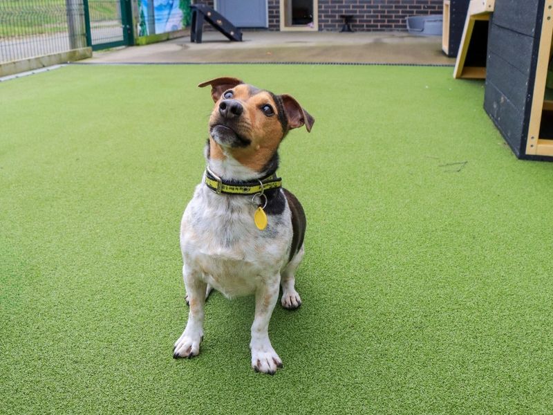 Mario, a Jack Russell Terrier, sitting on some astroturf.