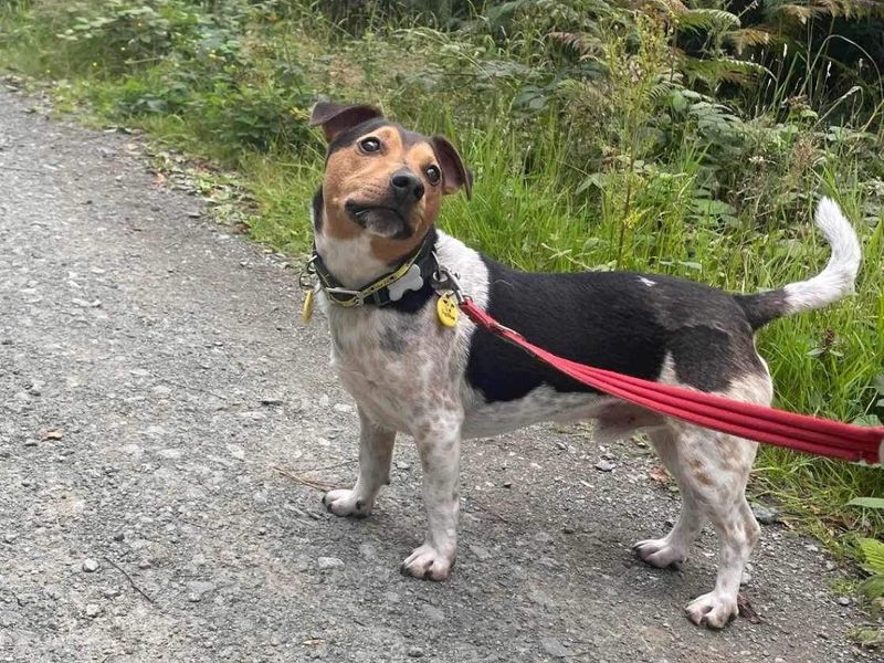 Mario, a Jack Russell Terrier standing on a path.