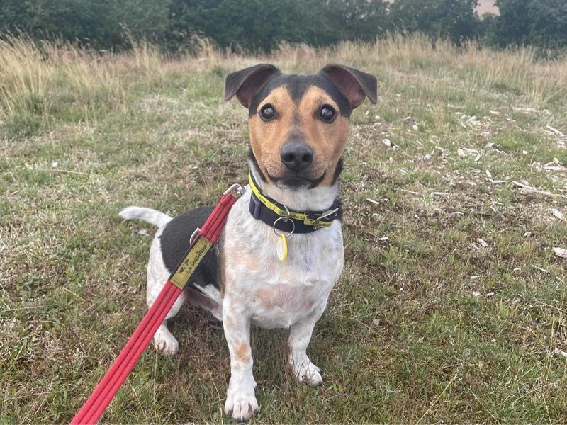Mario, a Jack Russell Terrier, sitting on grass.