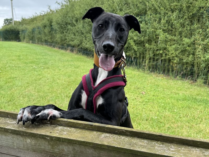 A black and white Lurcher dog standing up on hind legs with her paws on a fence