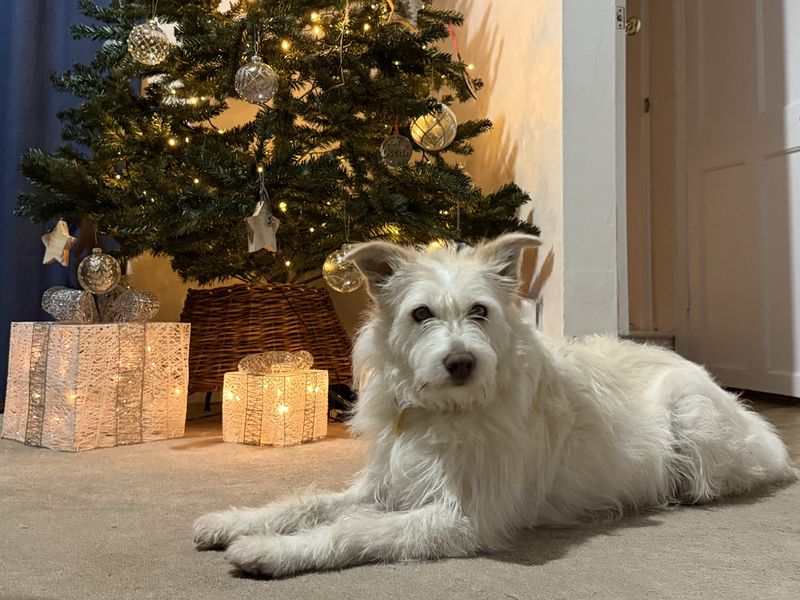 Snow a white crossbreed adult dog looking at the camera lying down by a christmas tree in her foster home