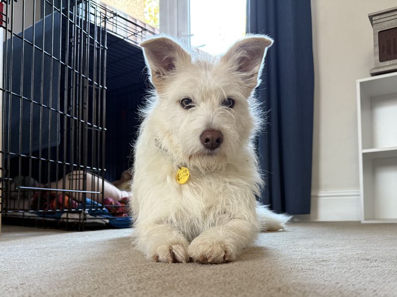 Snow a white crossbreed adult dog looking at the camera lying down by a dogs crate