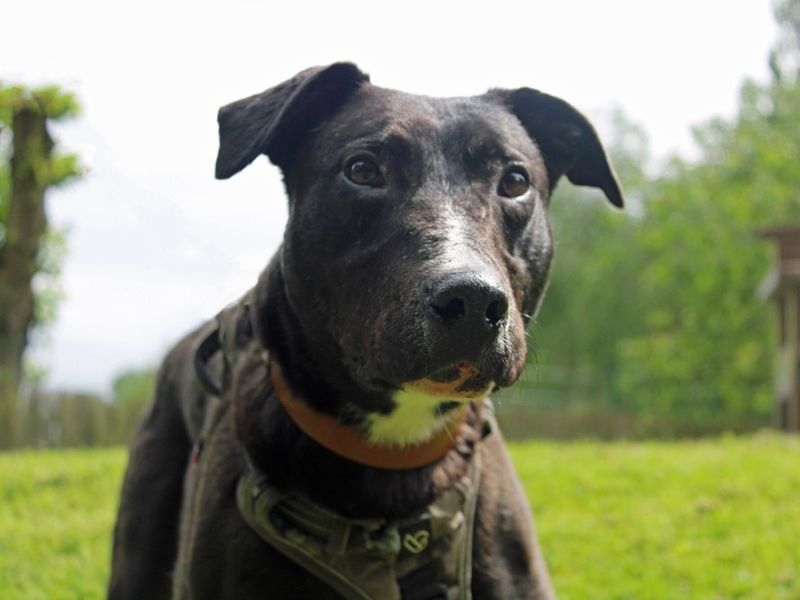 Sponsor dog Angus standing in a field 