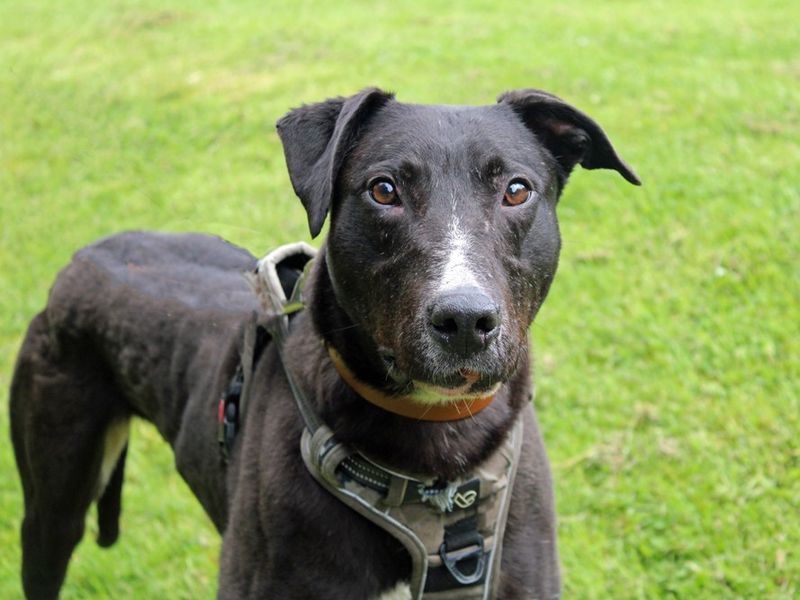 Sponsor dog Angus standing on grassy field