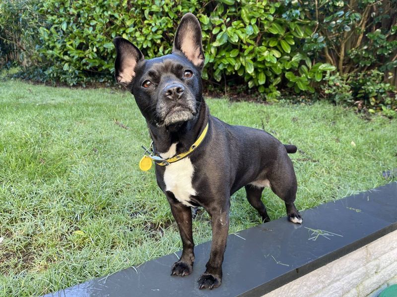 Black dog with upright ears and a yellow collar standing on grass by a garden hedge.