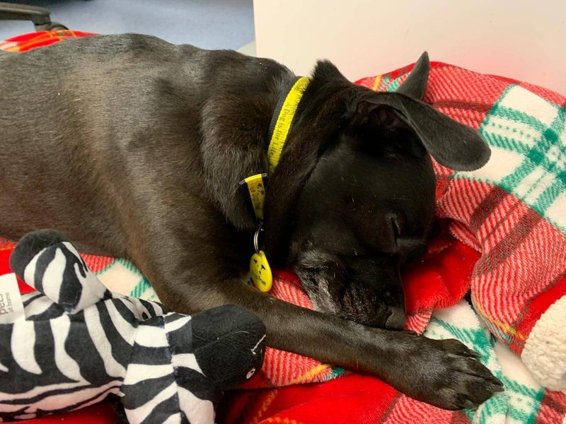 Black dog wearing a yellow collar sleeping on a red plaid blanket beside a zebra toy