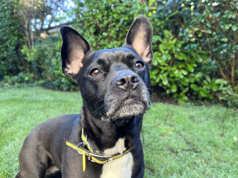 Black dog with upright ears and a yellow collar sitting on grass, looking up in a leafy garden.