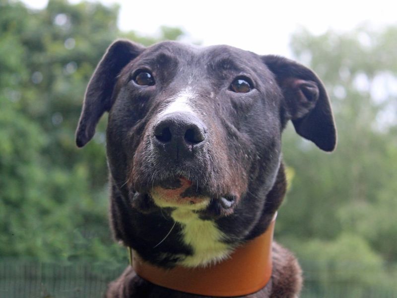 Sponsor dog Angus looking up at the sky