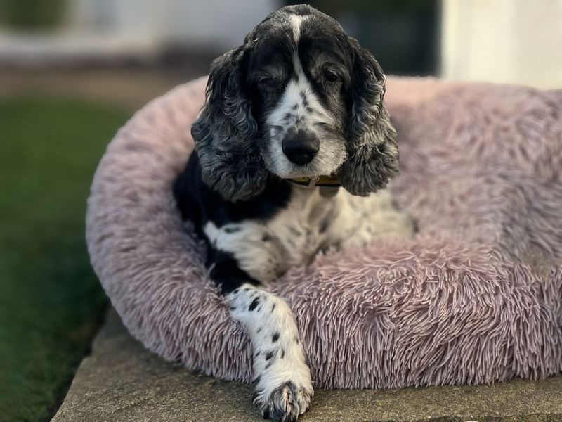 Arthur the Cocker Spaniel rests in a dog bed at his foster home