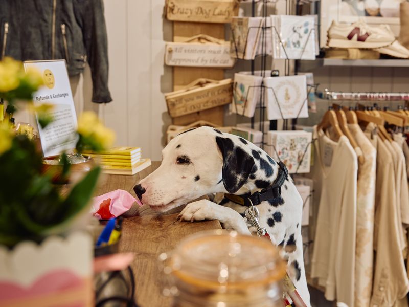 dalmation adult dog standing up on hind legs in charity shop