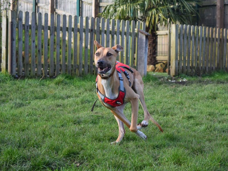 Sponsor dog Charlie running.