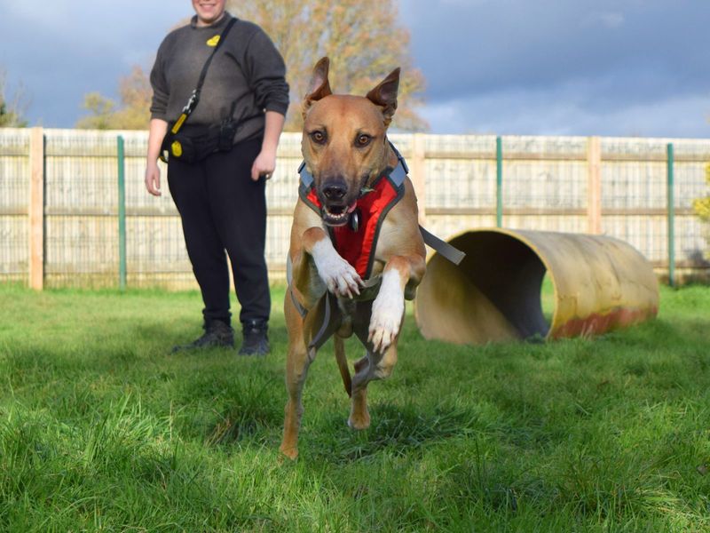 Sponsor dog Charlie bounding across the grass.