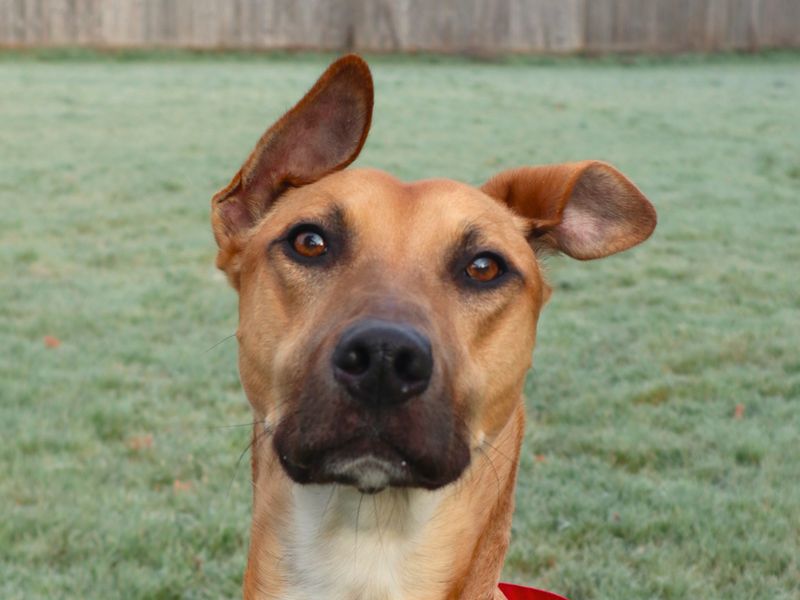 Sponsor dog Charlie with floppy ears.