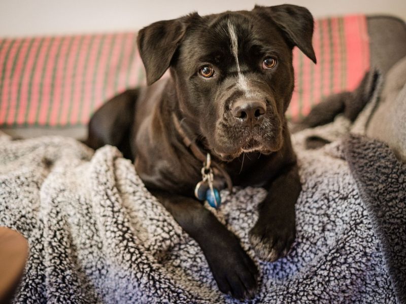 A black dog sitting comfortably on a couch, looking content and relaxed.