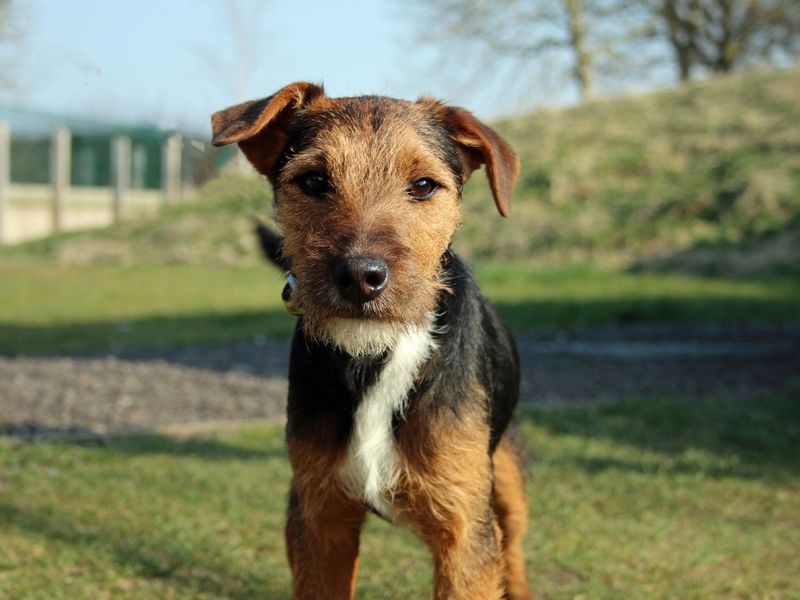 Crossbreed tan puppy standing on the grass in the sunshine.