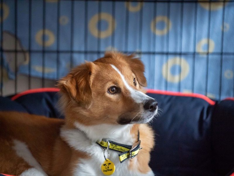 Brown and white dog sitting in a comfy bed. Background features blue fabric with yellow dots.
