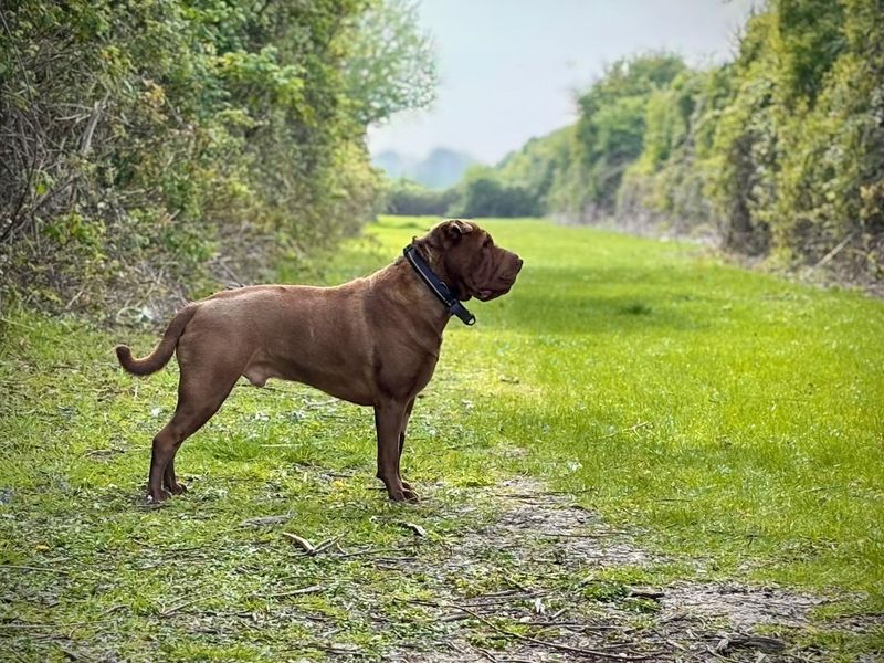 Chocolate Shar Pei cross Labrador, Hugo standing in the grass.