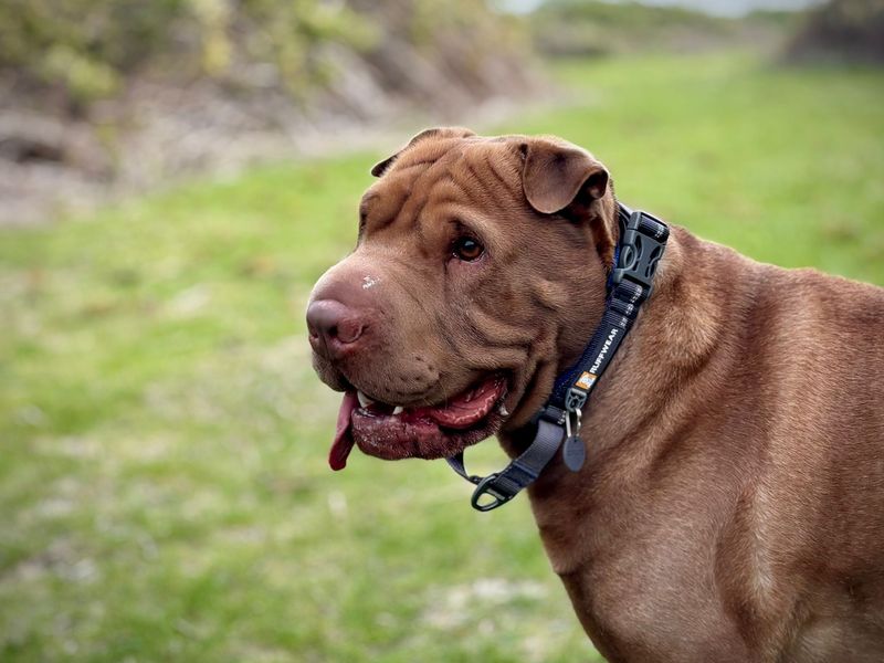 Chocolate Shar Pei cross Labrador, Hugo looking over his shoulder.