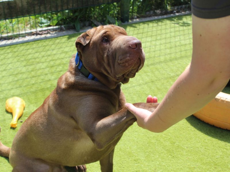 Chocolate Shar Pei cross Labrador, Hugo giving his paw to his carer pal.