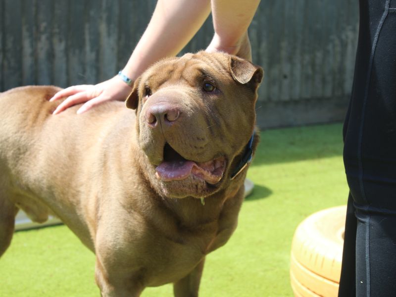 Chocolate Shar Pei cross Labrador, Hugo enjoying some scratches.