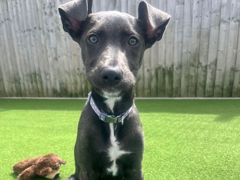 a dark grey lurcher with folded ears looking at the camera