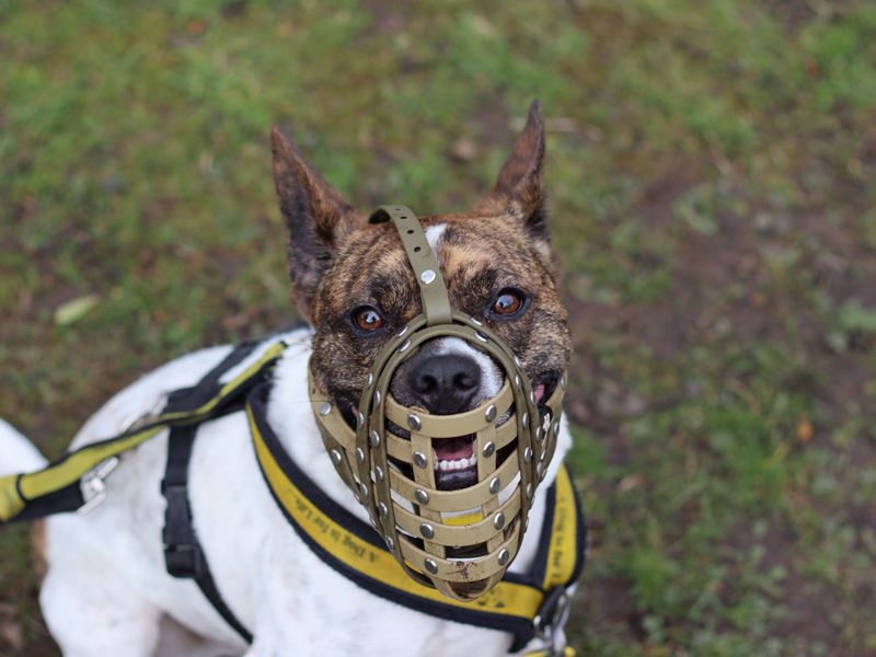 Brindle and white French Bulldog cross, Lockie, wearing his green muzzle