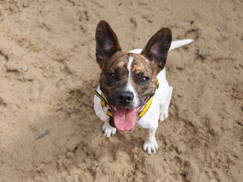 Brindle and white French Bulldog cross, Lockie, in the sand