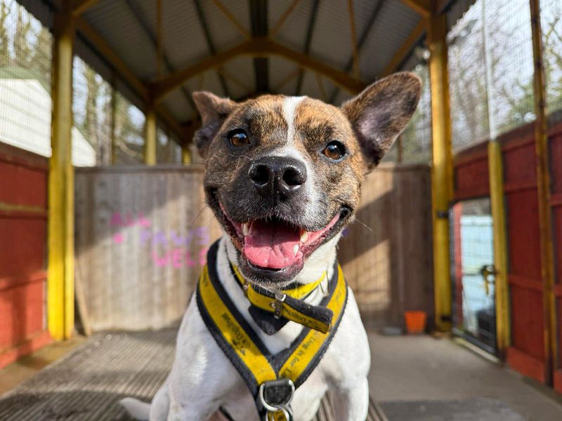 Brindle and white French Bulldog cross, Lockie, smiling